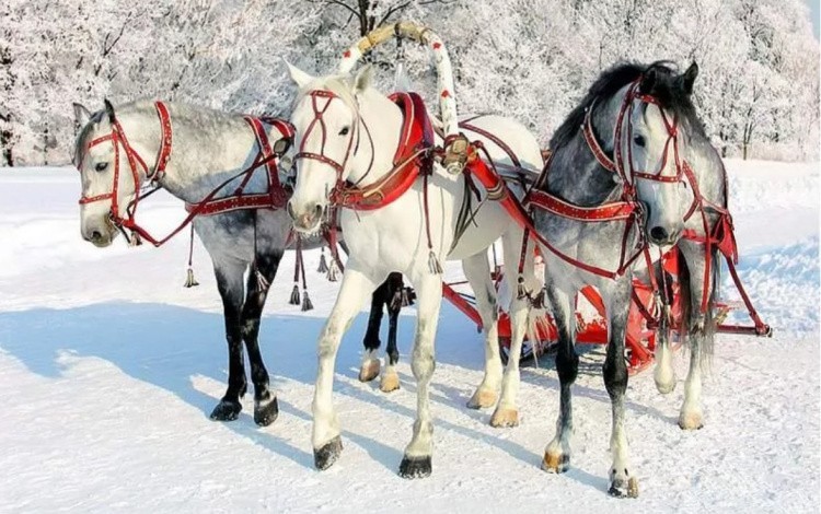 Тройка лошадей фото
