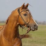 Донская порода лошадей фото